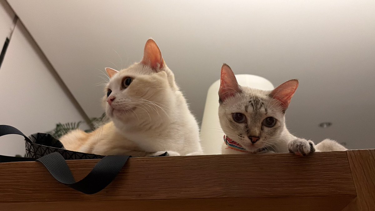 iAM48 Live tweet media