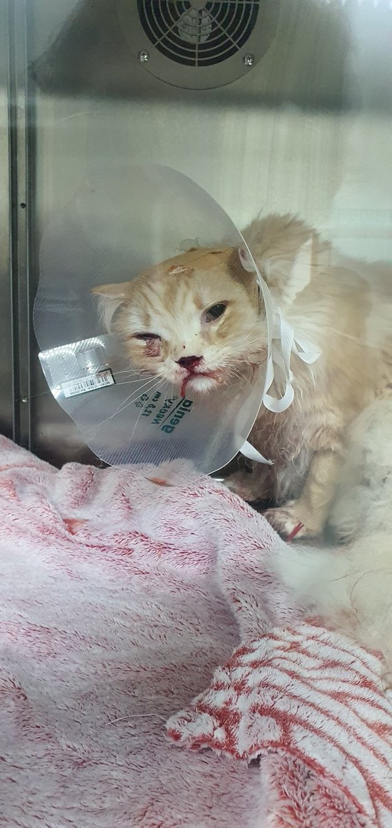 Samantha Cavill tweet media