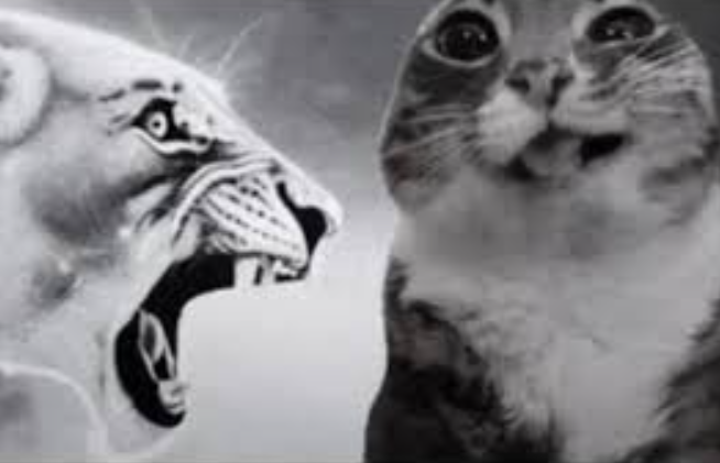 Bellmere tweet media