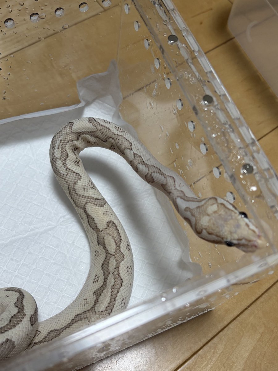 ペットシーツをくちゃくちゃにしてシーツない角のところで💩されるあるある。
丸洗いやー！