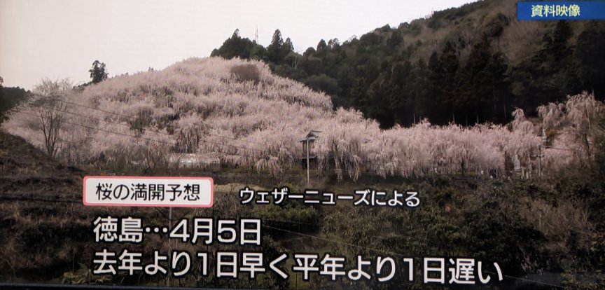 comiess(コミエス)@2026年4月5日（日）もみじ川温泉さくらまつり開催！ tweet media