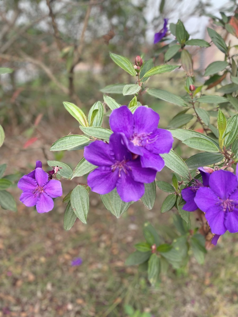 Rodney Romero tweet media