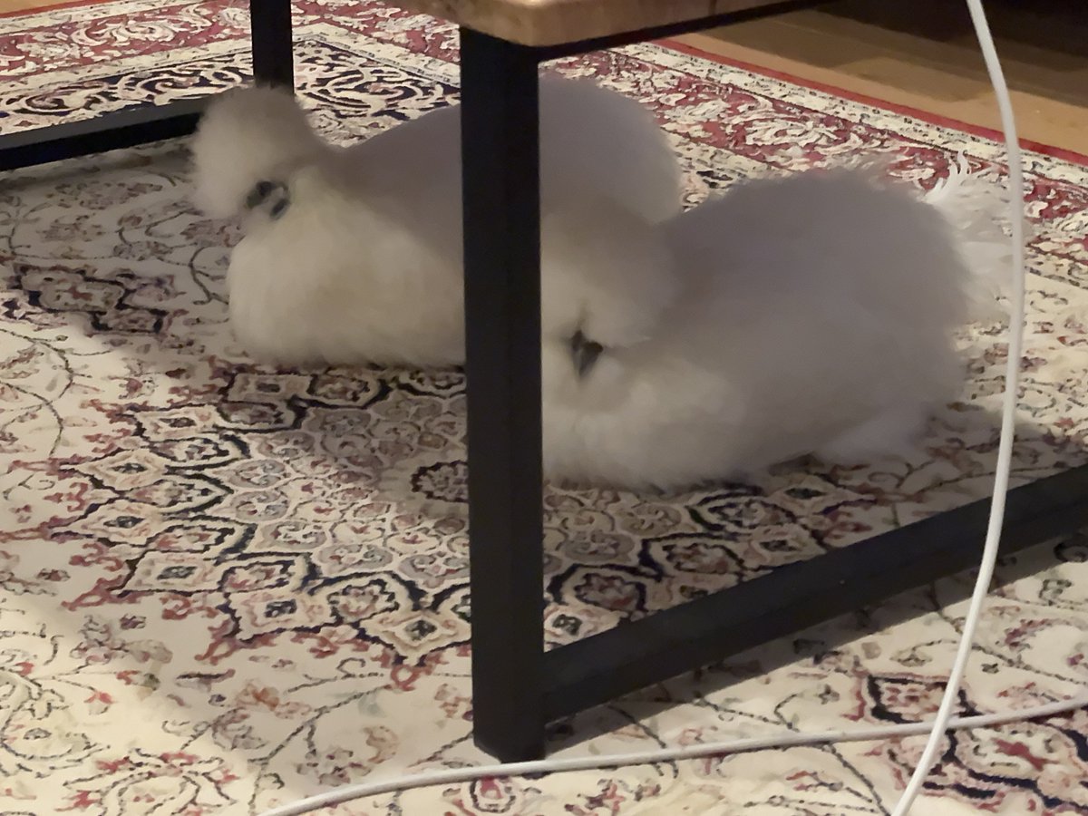 tolly｜とーりー🐓🐛 tweet media