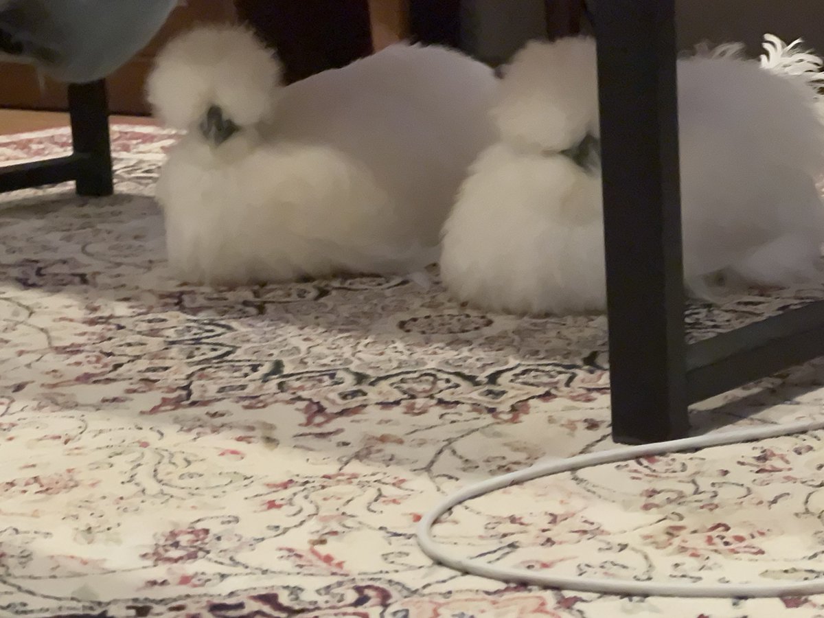 tolly｜とーりー🐓🐛 tweet media