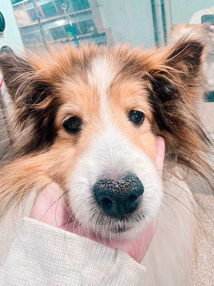 ִ ࣪ ˖ ࣪ 𝗏𝖾ᥣ .ᐟ 𑣲⋆。˚ tweet media