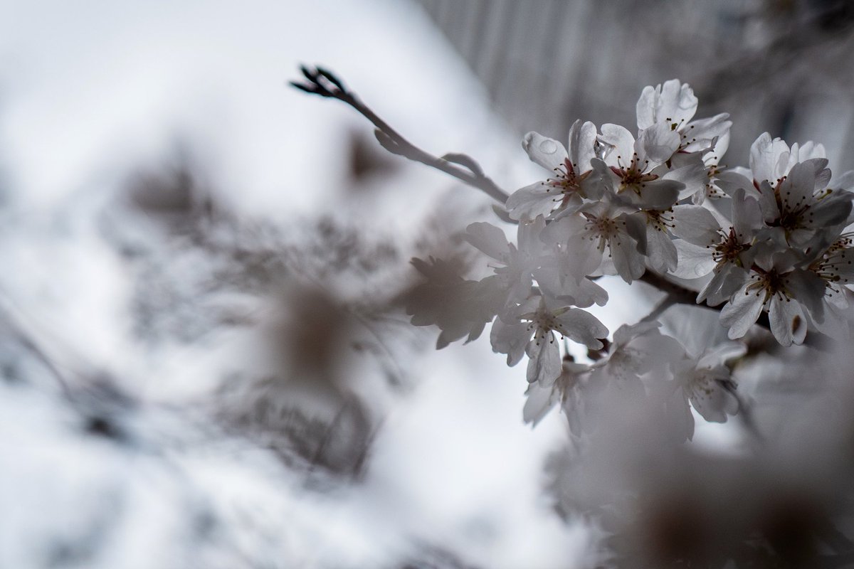 MIKI TSUNODA tweet media