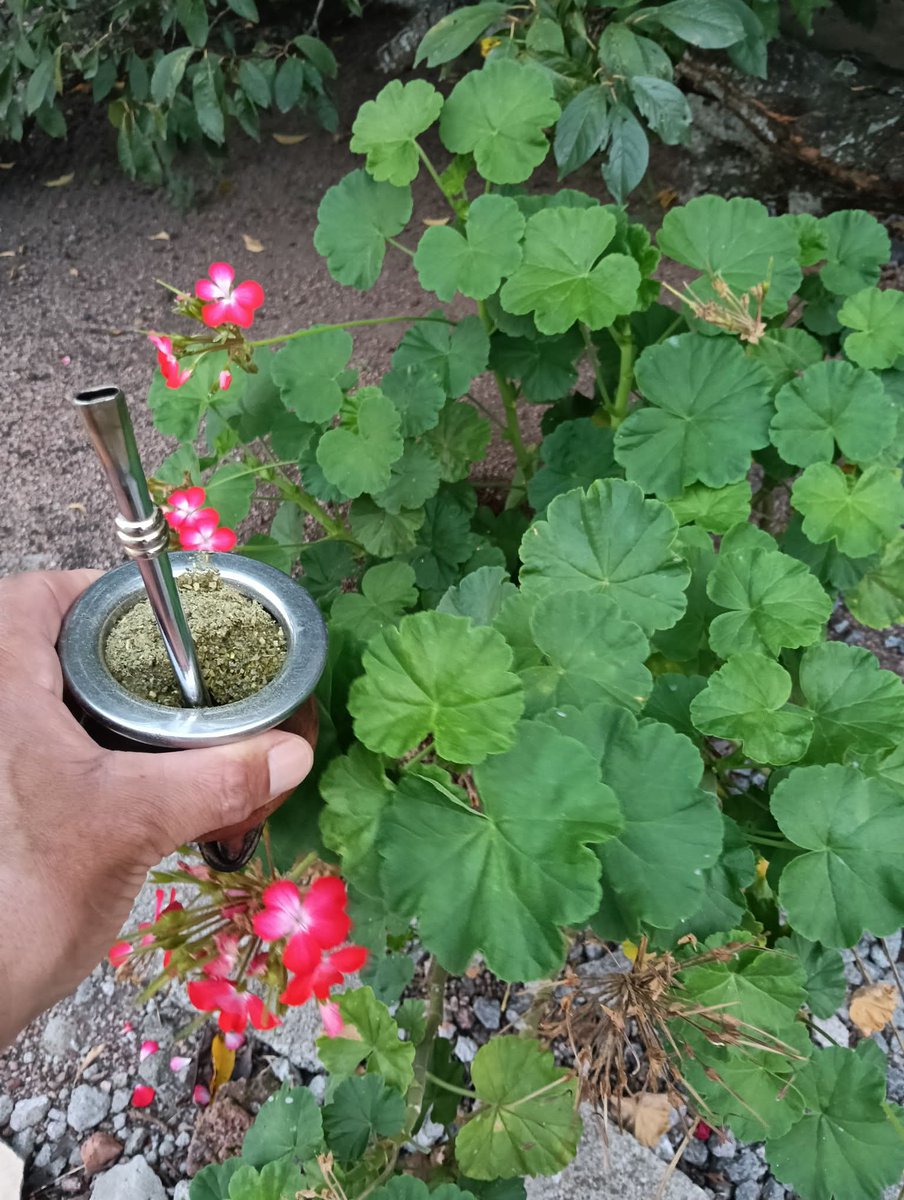 Rayito Suarez tweet media