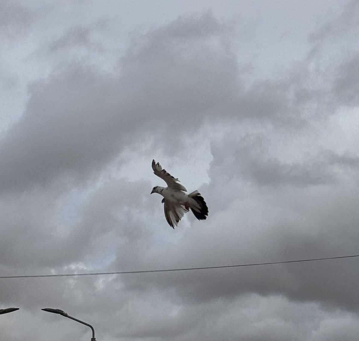 عبدُ العـزيـز tweet media