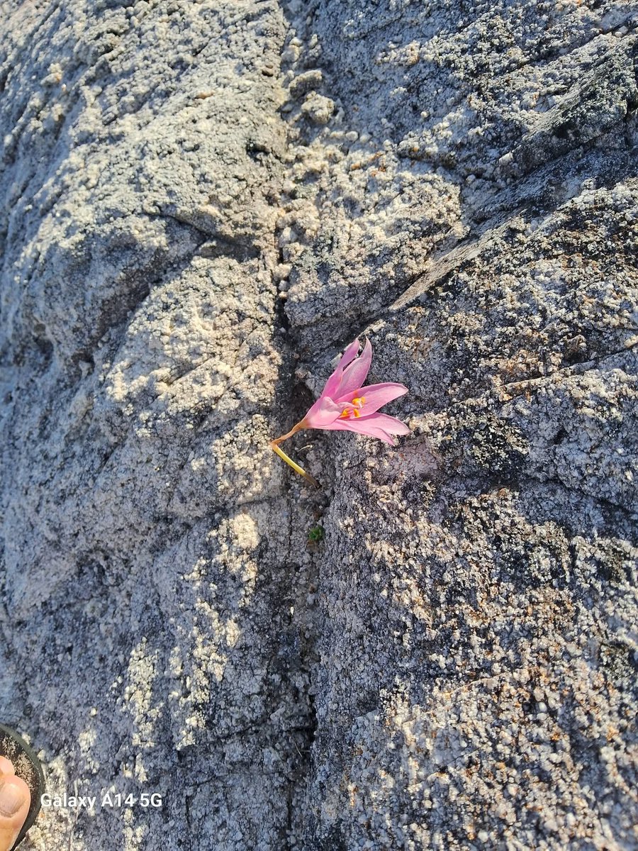 Rayito Suarez tweet media