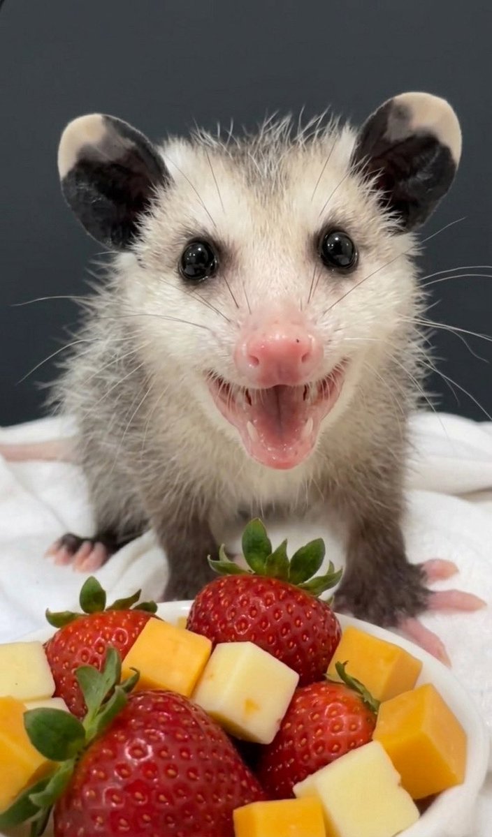 ℭ𝔲𝔯𝔰𝔢𝔡 𝔐⩜⃝𝔳𝔢𝔫𖤓𝐎𝐩𝐨𝐬𝐬𝐮𝐦 𝐐𝐮𝐞𝐞𝐧 tweet media