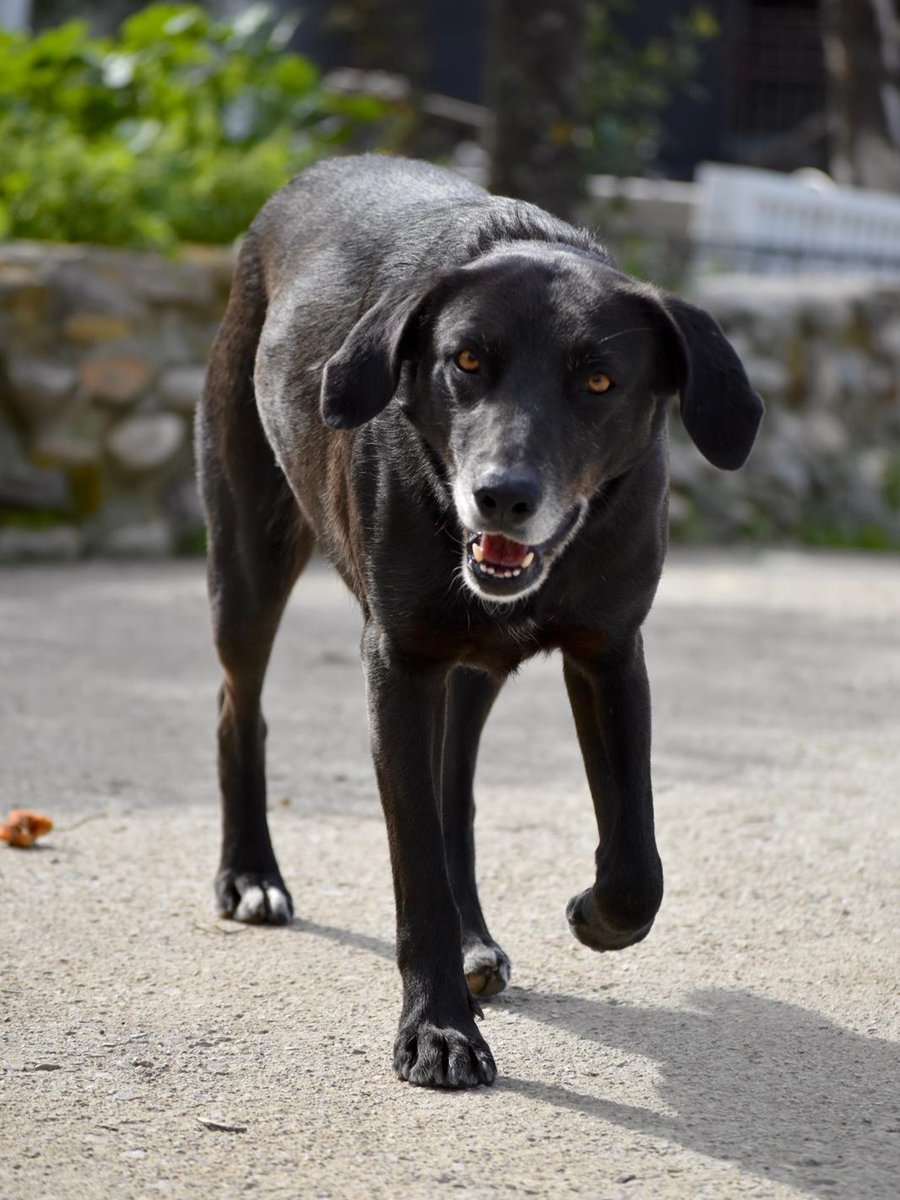 Rescue dogs for rehoming tweet media