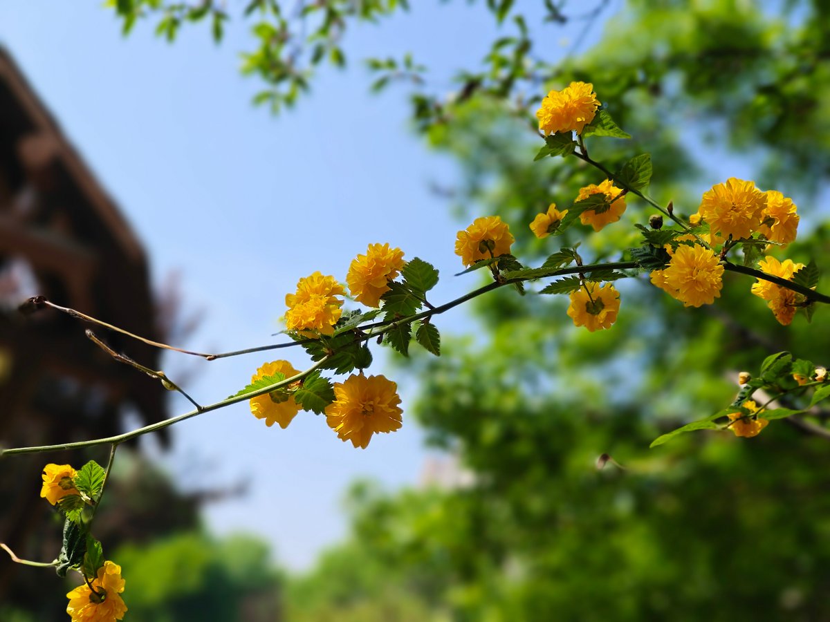 pete ellis tweet media