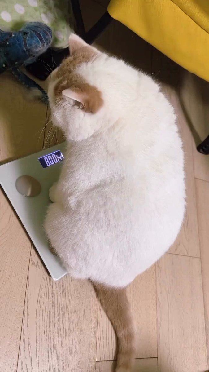 Cutes Animals tweet media