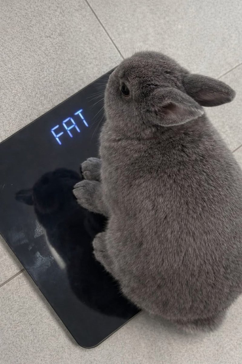 Cutes Animals tweet media