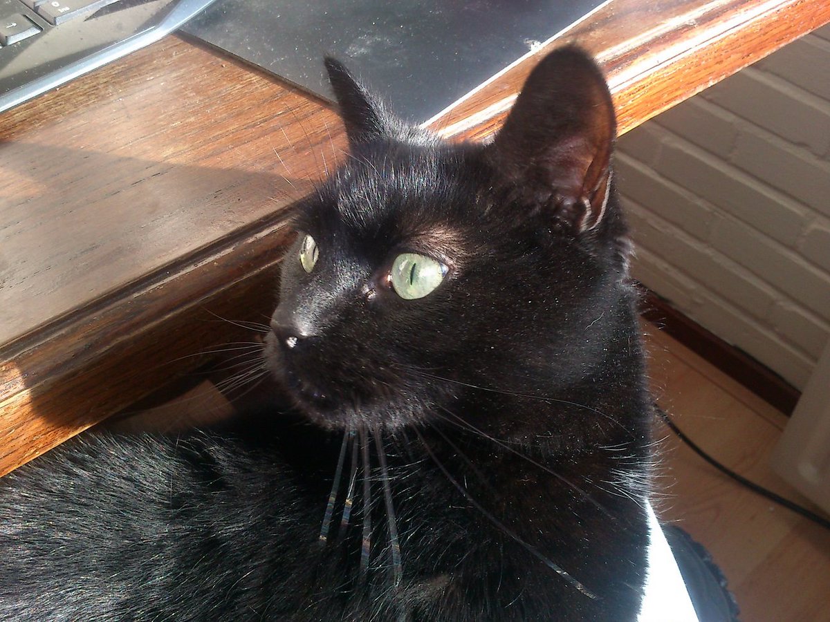 Legal Alien. 🇷🇺 🇮🇱 🏴󠁧󠁢󠁥󠁮󠁧󠁿 tweet media