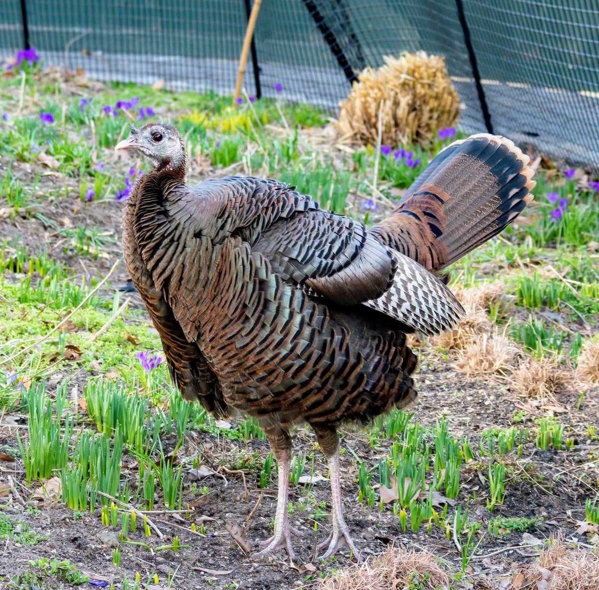 Manhattan Bird Alert tweet media