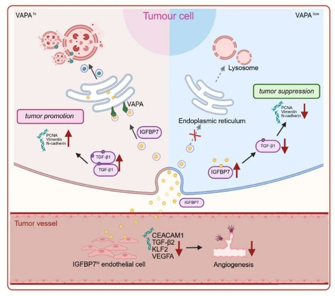 Journal of Experimental & Clinical Cancer Research tweet media