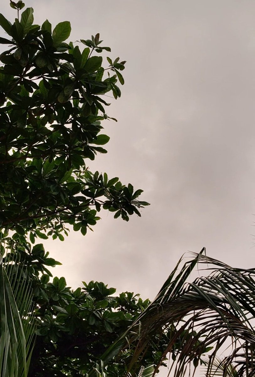 ظبية الباطنة tweet media