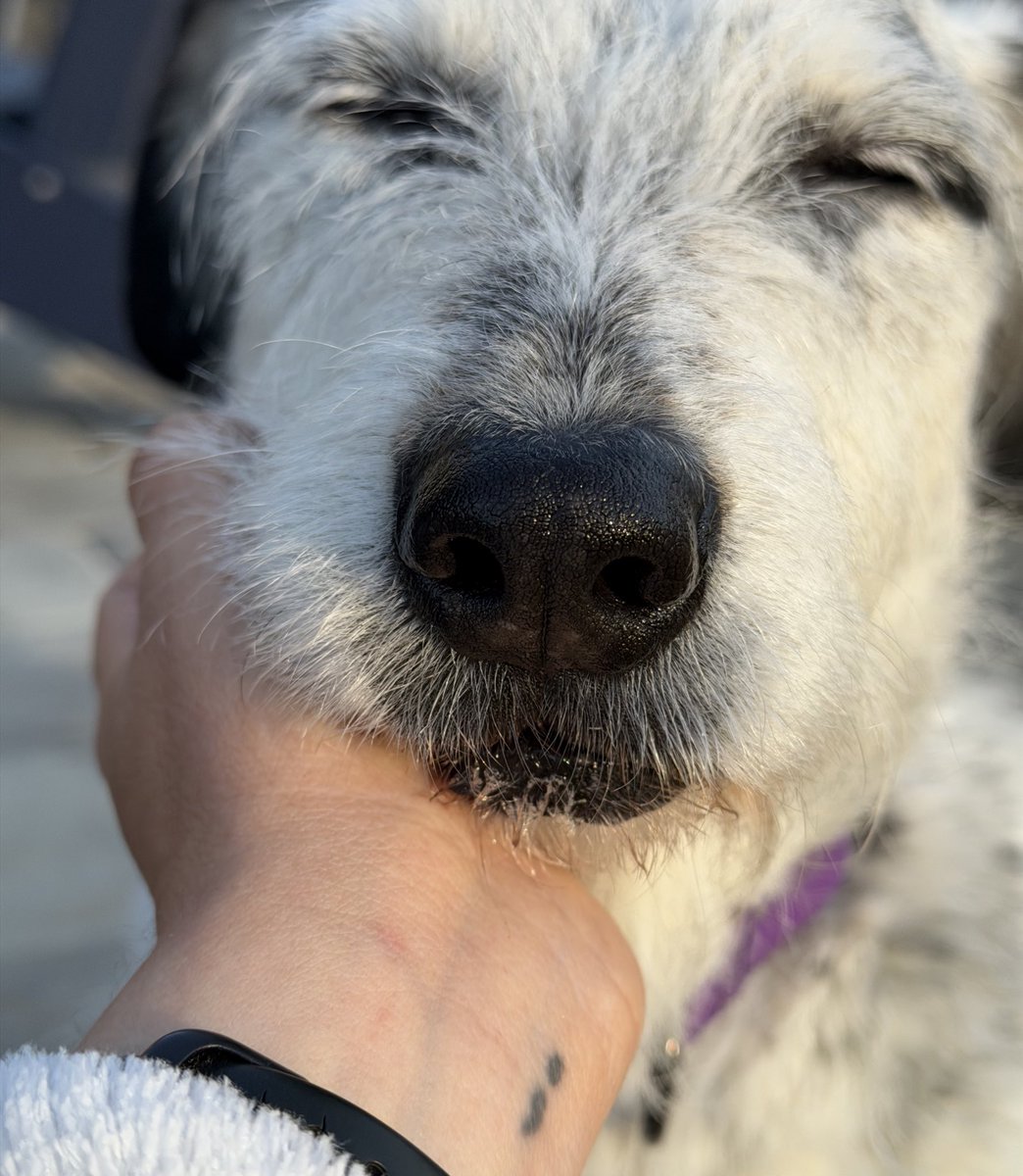 𝗣𝗲𝗻𝗻𝘆 𝗟𝗮𝗻𝗲- Lawn Potato TM tweet media