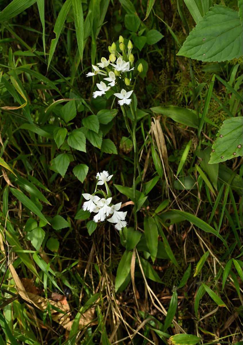 Naresh Swami tweet media