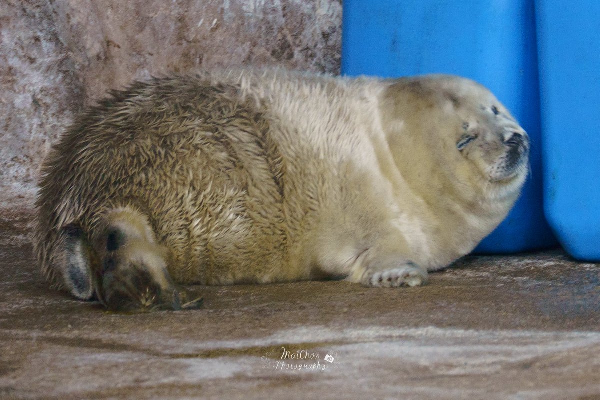 まいちょん＠きたそらちまったりLIFE tweet media