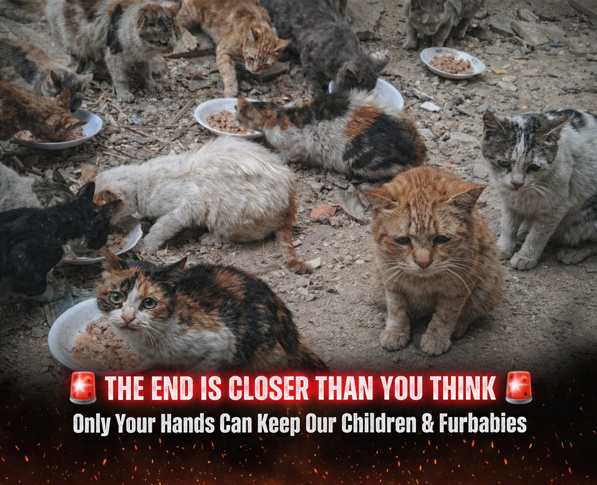 Animal Friends Shelter tweet media