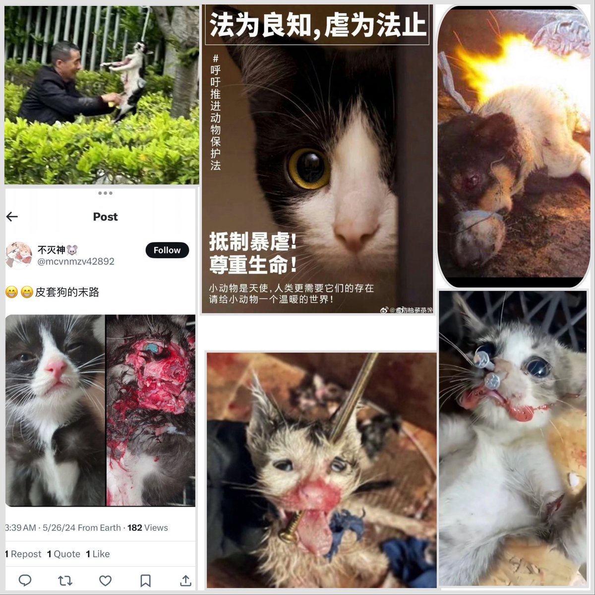 TweedTweedle's tweet photo. @Dexerto Help to call China to do law &amp; order to stop animal abuse for profit &amp; entertainment! https://t.co/aDcRC1QKL7