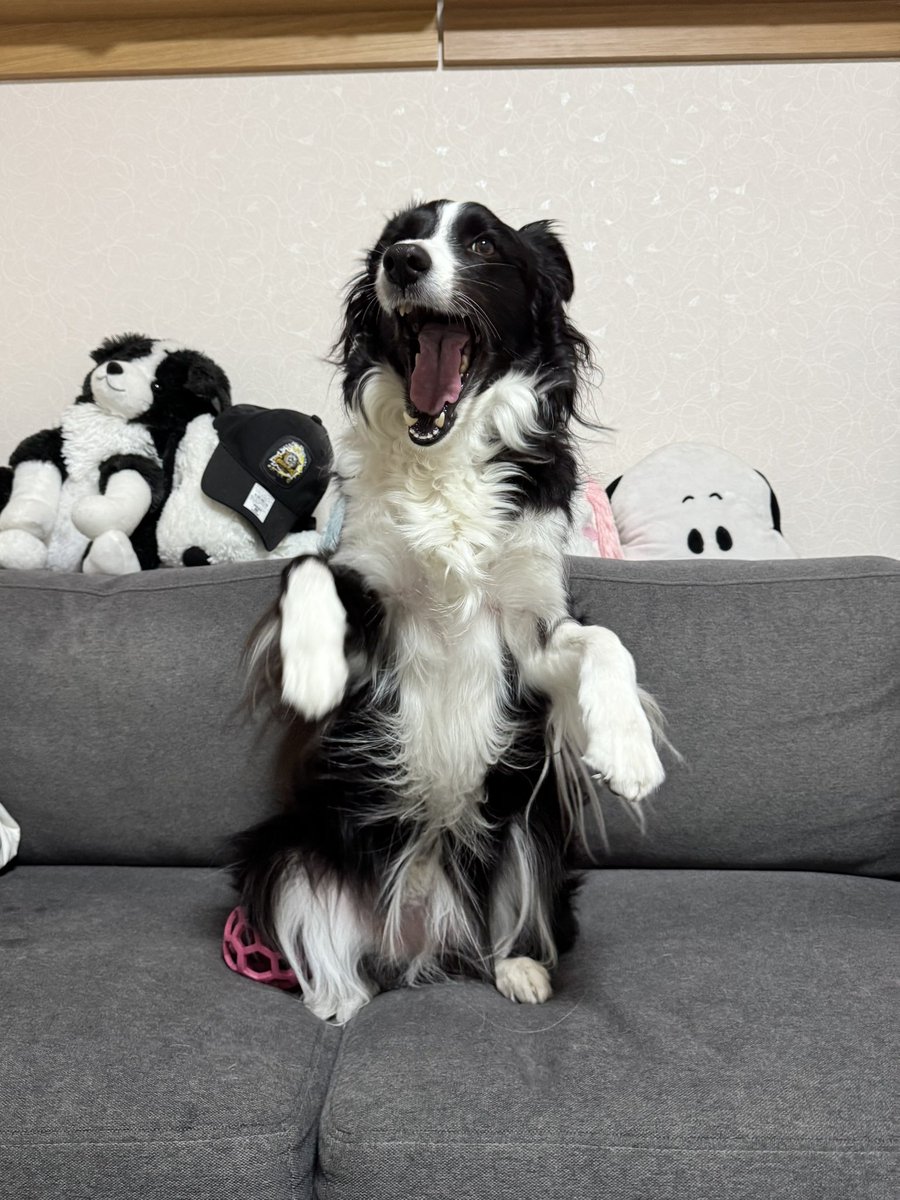 ルルとキキ tweet media