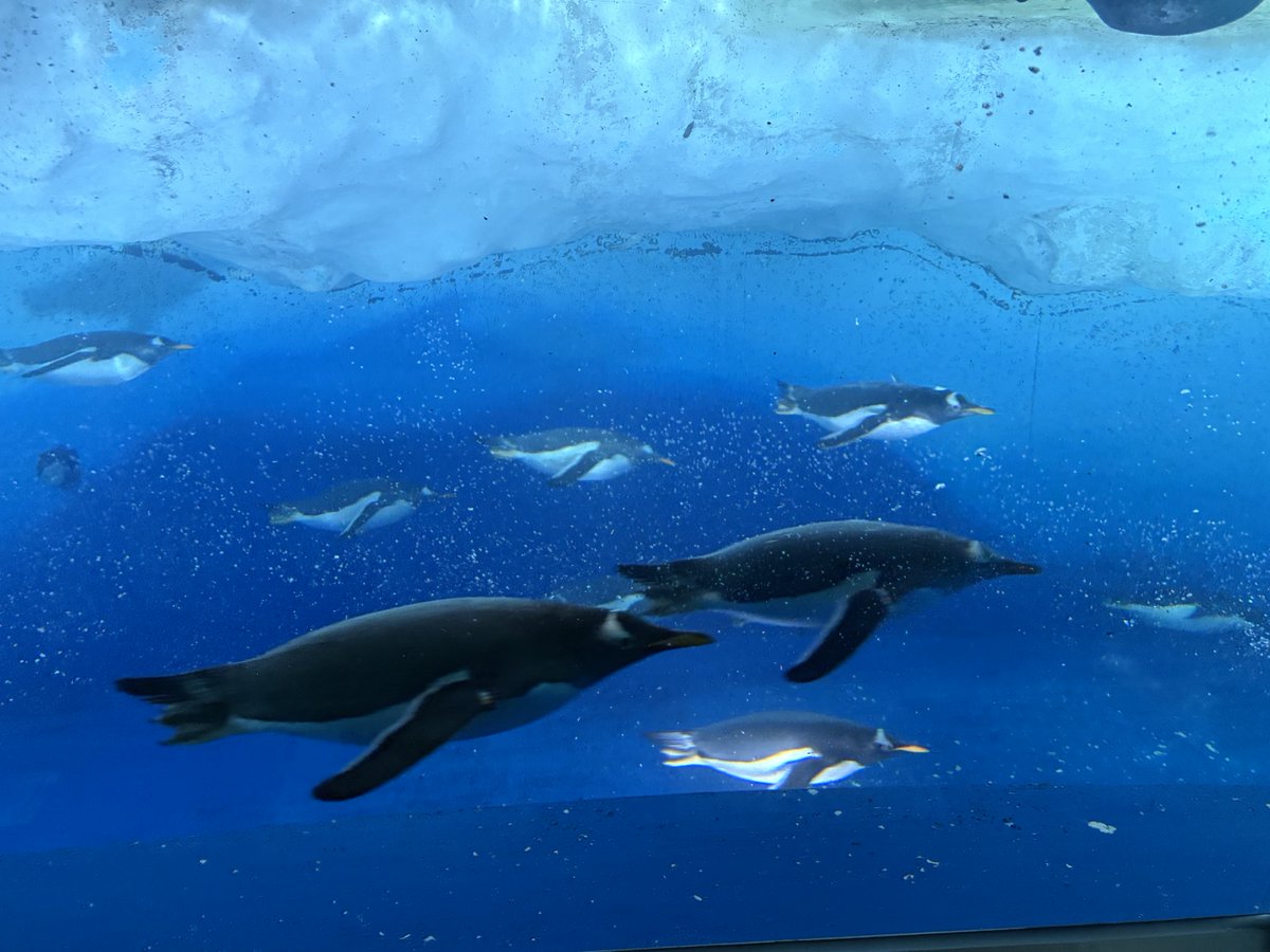 姫りんご tweet media