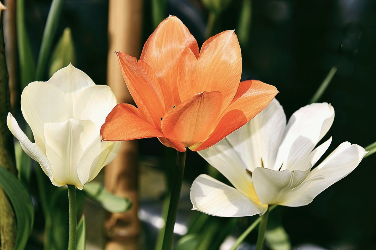 矽塑人生 tweet media