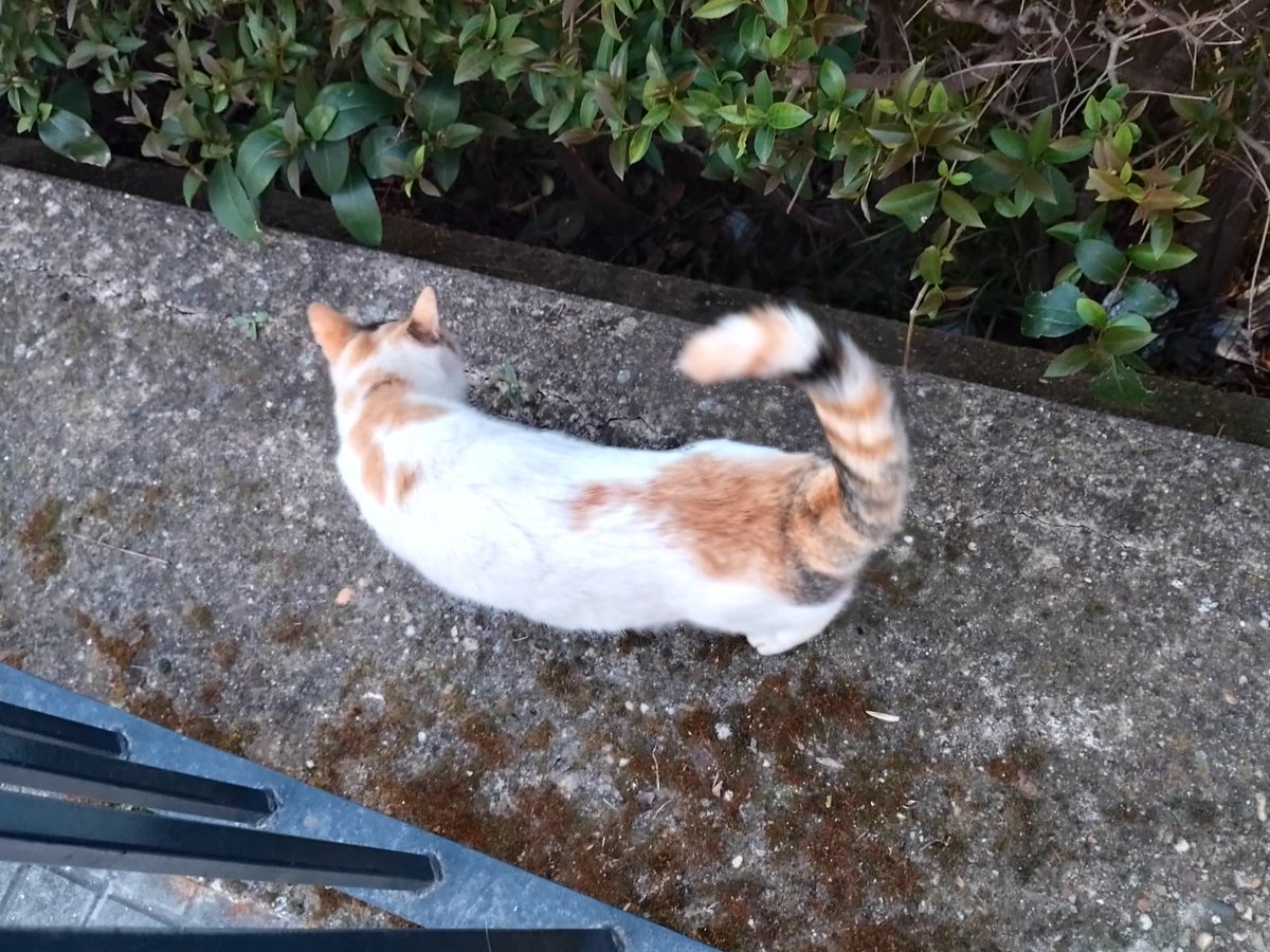 Nei Nei 🐱 De la colonia tweet media