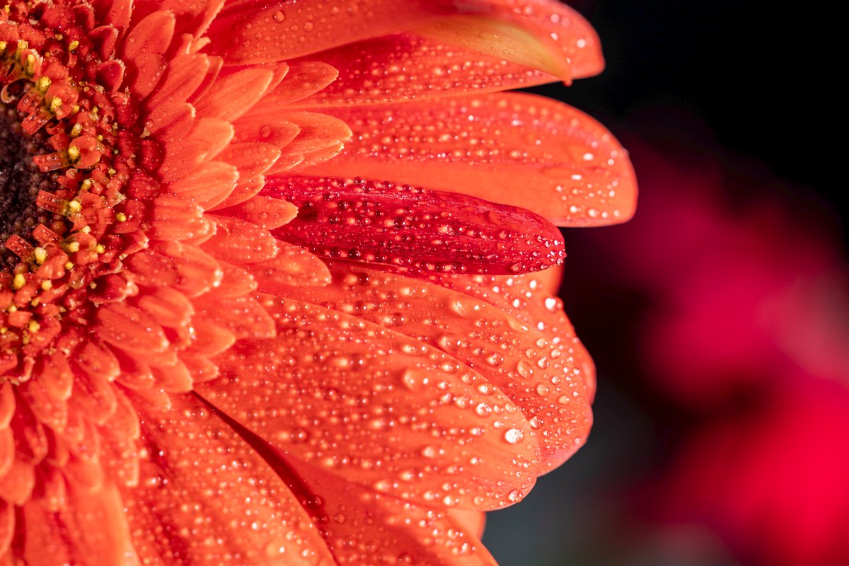 Douglas Kelley tweet media