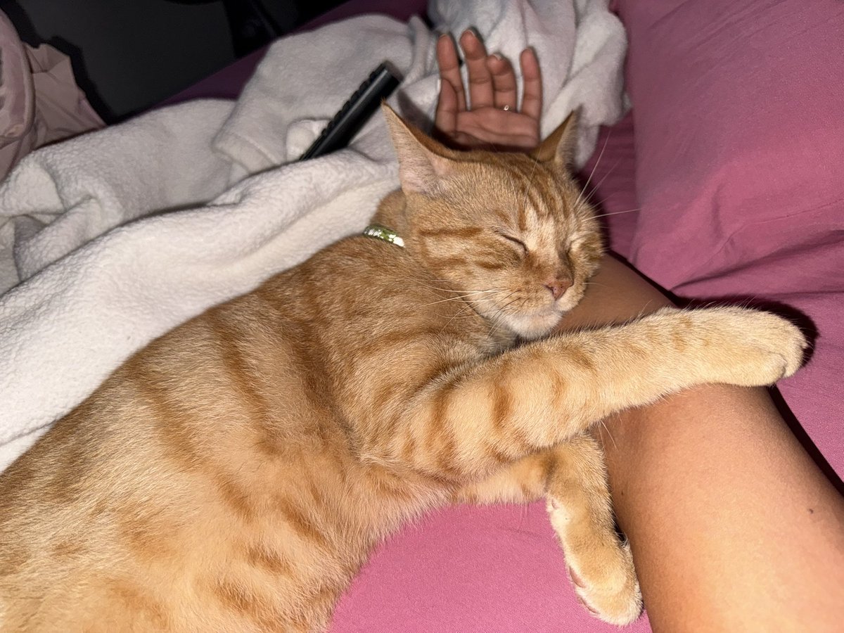 Daniela Mendoza tweet media