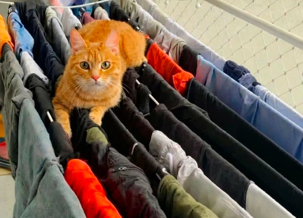 We don't deserve cats 😺 tweet media