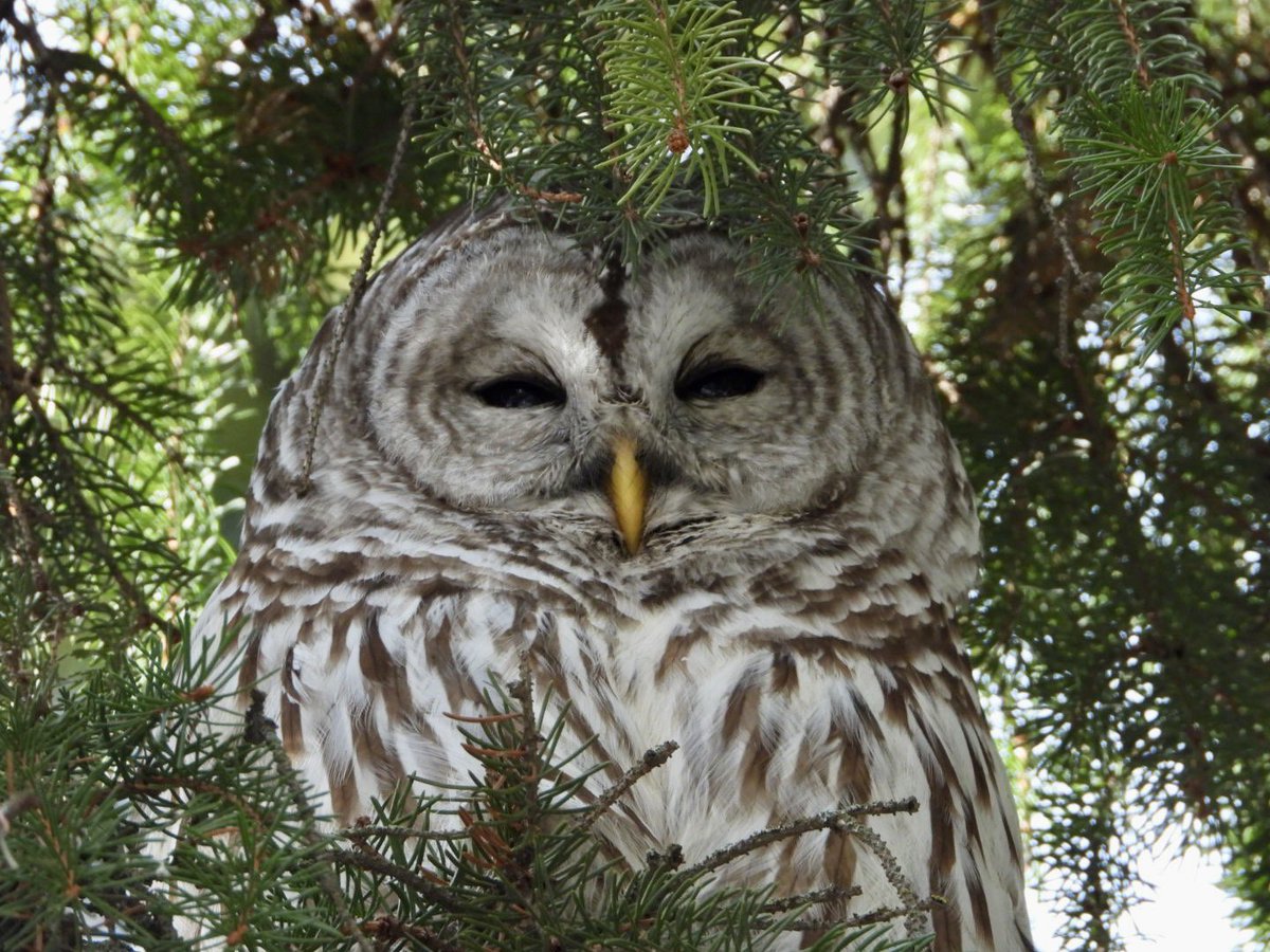 Sophie Pérusse ❤️🇨🇦🤍 ~ 💙🇺🇦💛 ~ 🤍🇬🇱❤️ tweet media