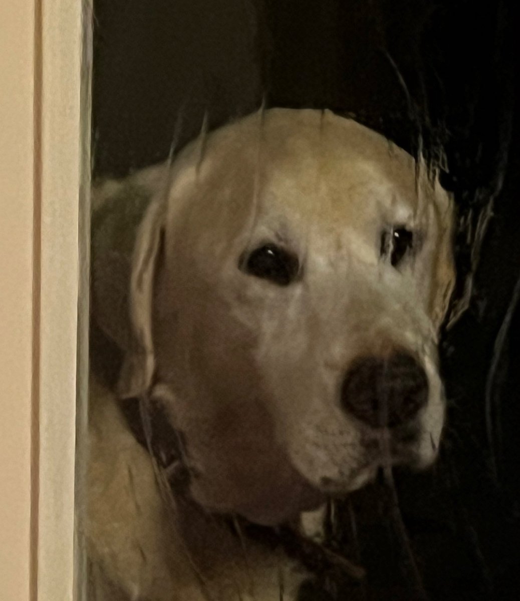 Airi Viridis【V-Dere】 tweet media