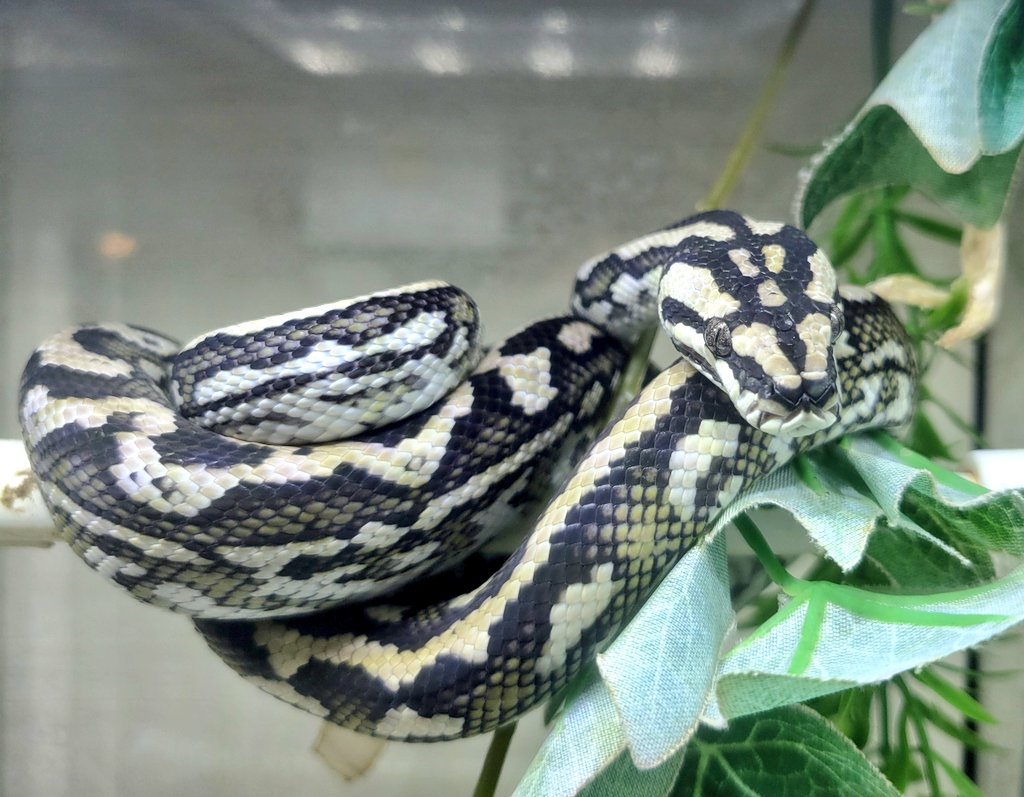 REPBUDDY入荷在庫案内 tweet media