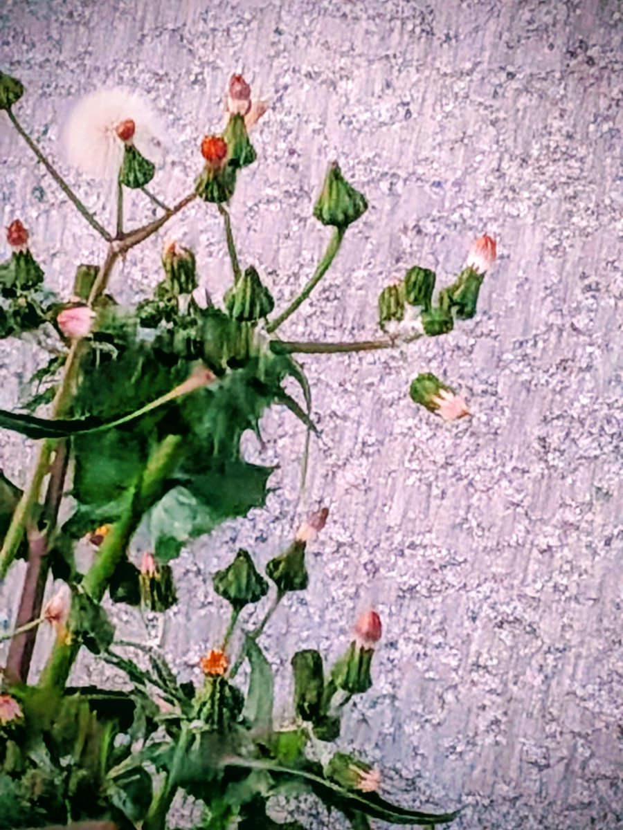 れんれん tweet media