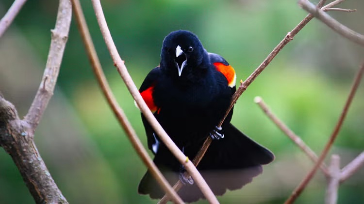 University of Toronto tweet media