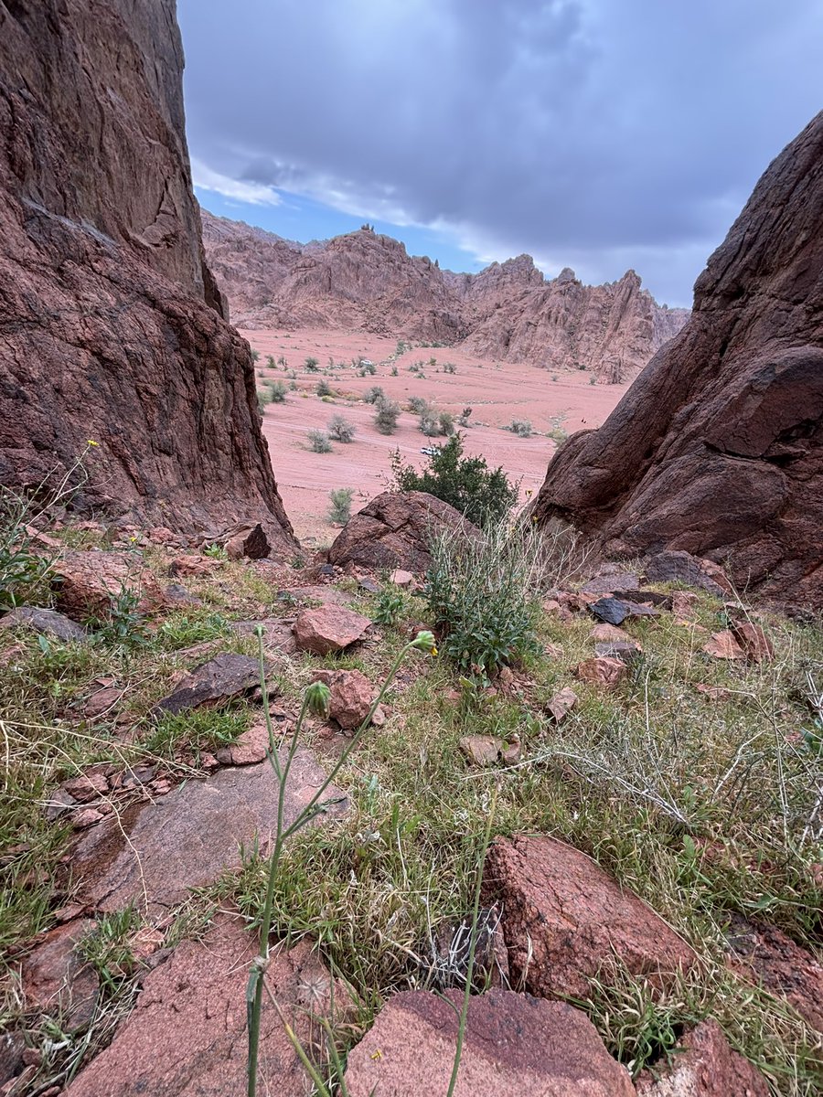 جار الله tweet media