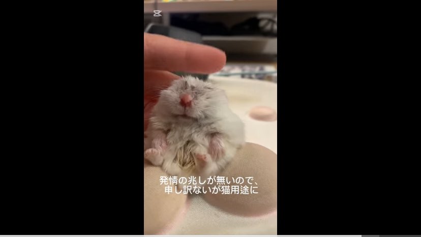 バズ速(仮) tweet media