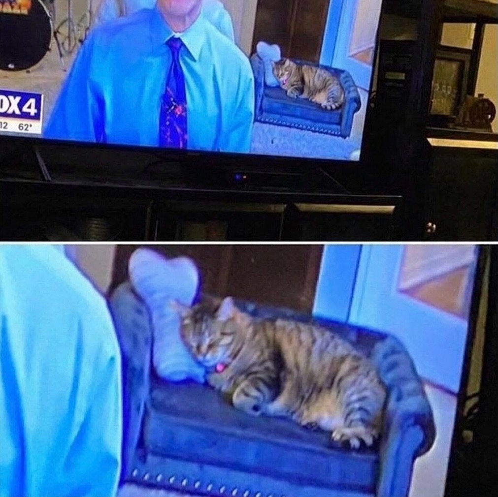 We don't deserve cats 😺 tweet media