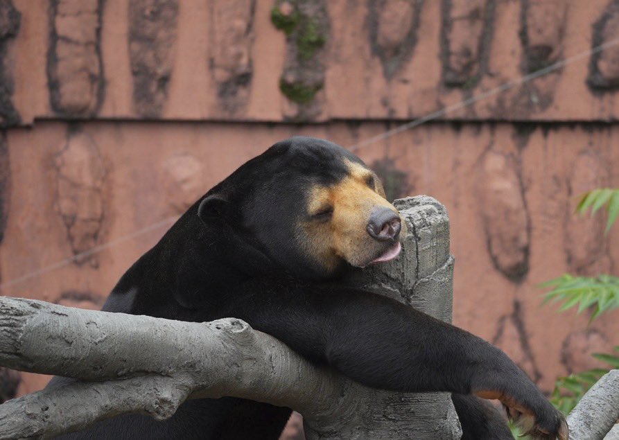 なかよしクマちゃんねる tweet media