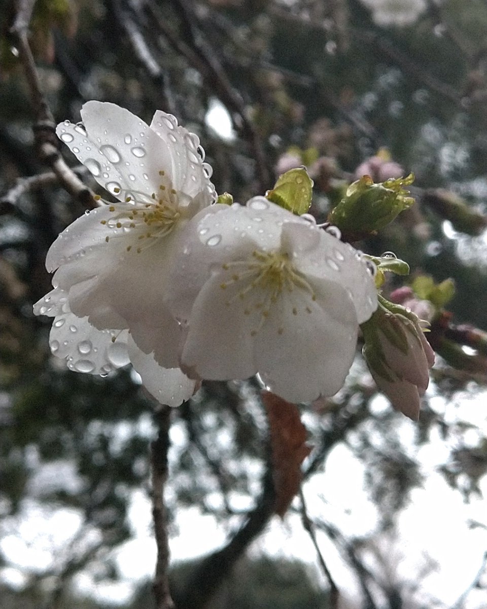 ちゃと tweet media