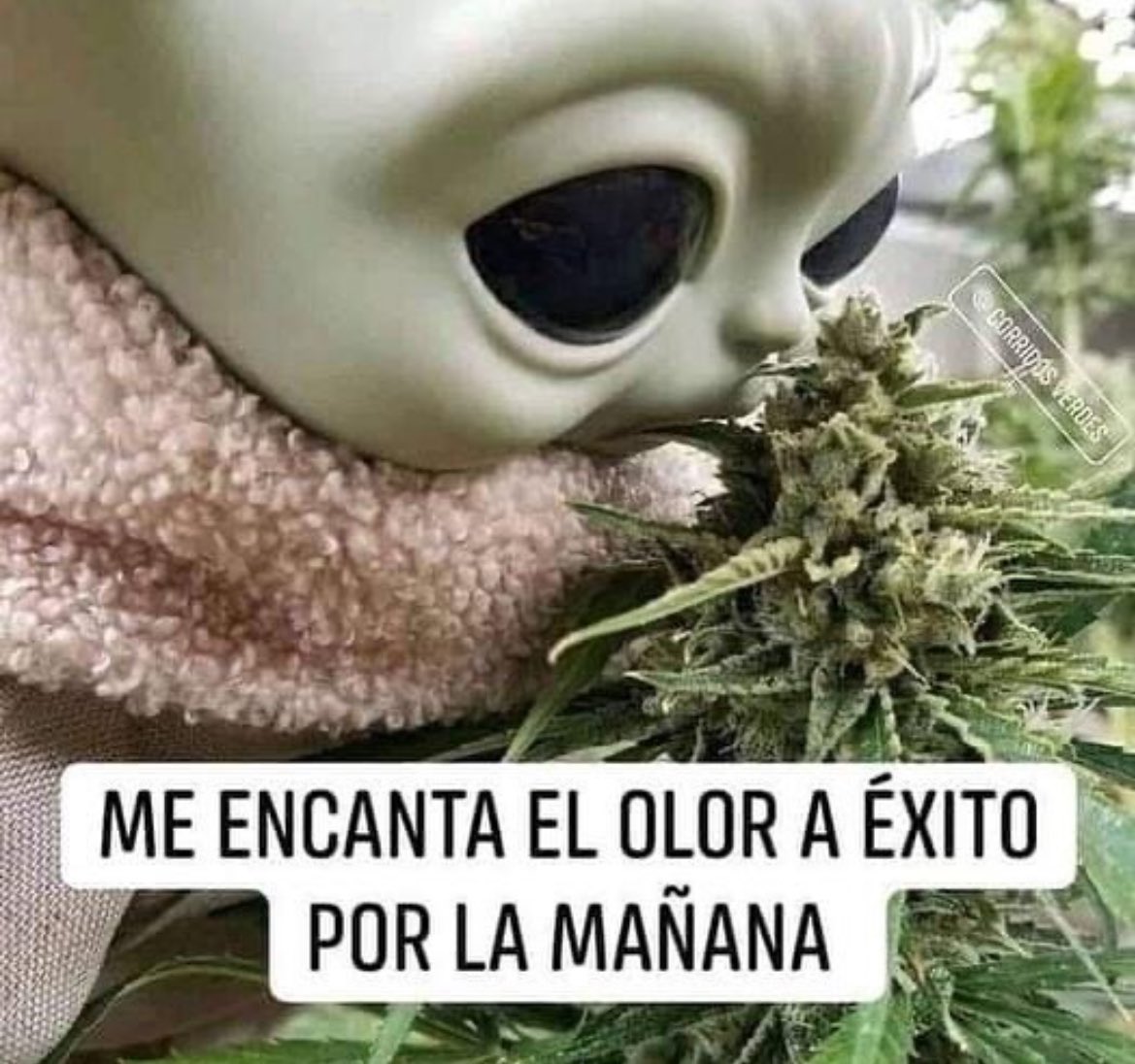 Sr.Weed (@srweedsmoker) on Twitter photo 