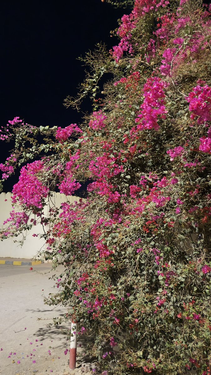 للــر•حـ«‘ـيـل•حـكـ »ـايـ•ـآت tweet media