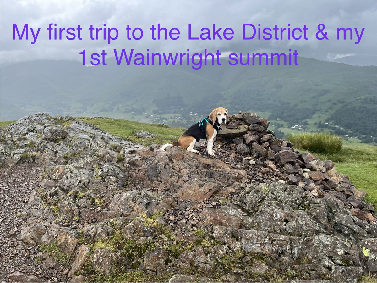 🌈Angel Raffa🐞 Sasha Beagle🐞 tweet media