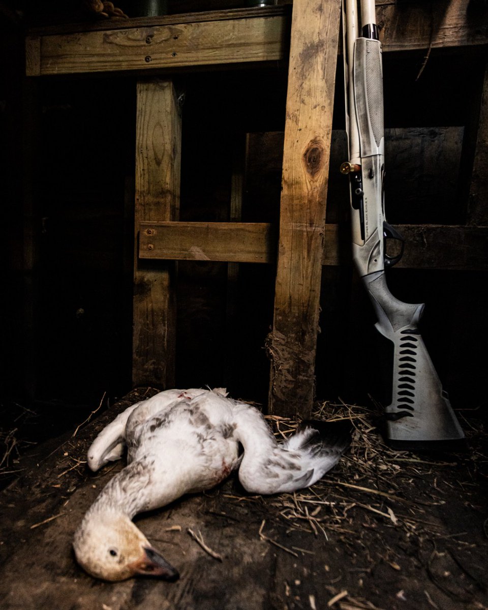 HEVI-Shot tweet media