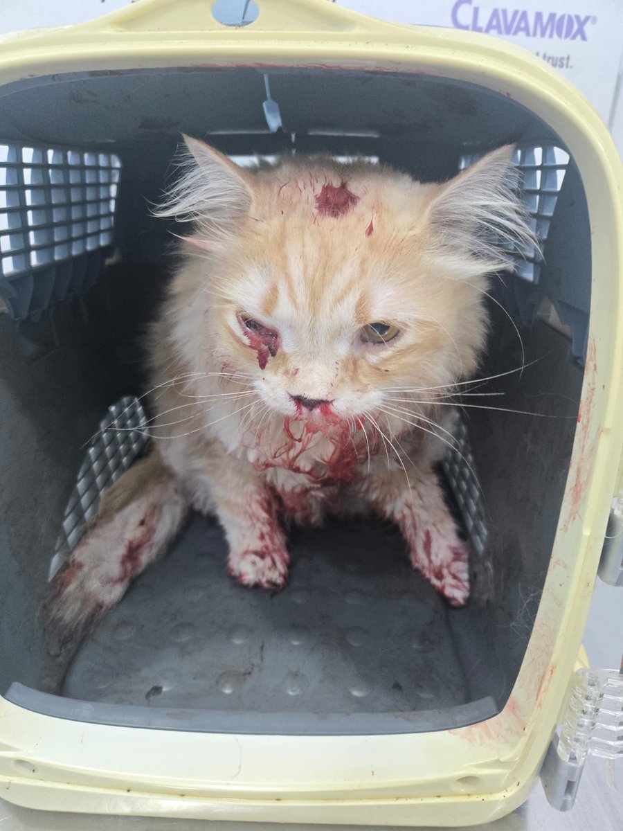 Chimet Syahida tweet media