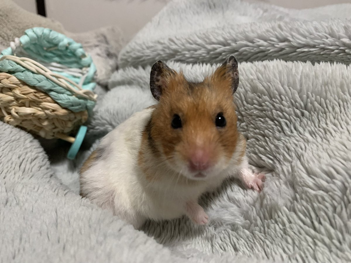 rika@某ソシャゲの騎空団 元 団長 tweet media